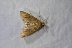 Pseudocoremia suavis