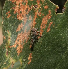 Cymbacha