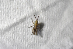 Phaulacridium marginale