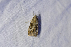 Eudonia submarginalis