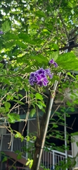 Duranta erecta