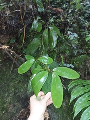 Griselinia lucida