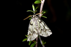 Declana toreuta