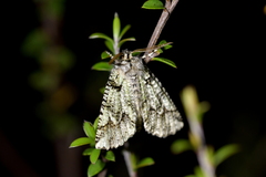 Declana toreuta