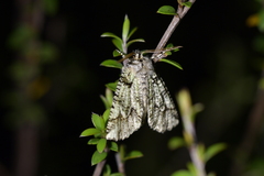 Declana toreuta