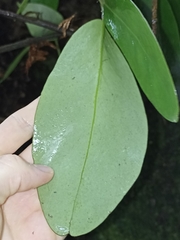 Griselinia lucida
