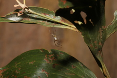 Thwaitesia nigronodosa