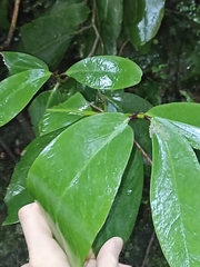 Griselinia lucida