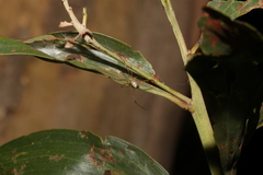 Thwaitesia nigronodosa