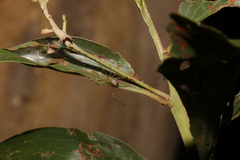 Thwaitesia nigronodosa