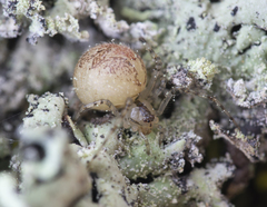 Theridion varians