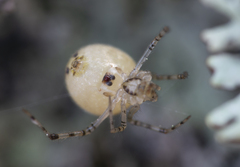 Theridion varians