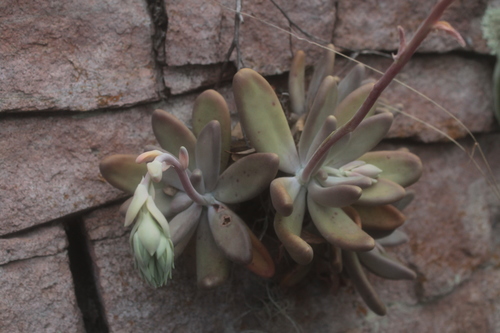 Foto de Pachyphytum