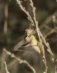 Pholidoptera pustulipes