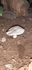Agaricus incultorum