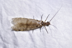 Archichauliodes diversus