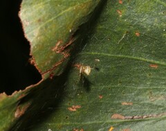 Theridion pyramidale