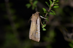 Ichneutica atristriga