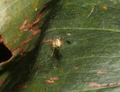 Theridion pyramidale