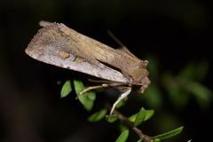 Ichneutica atristriga