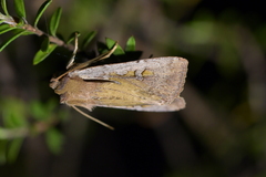 Ichneutica atristriga