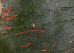 Theridion pyramidale