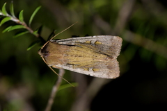Ichneutica atristriga