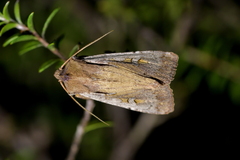 Ichneutica atristriga