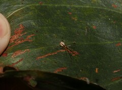 Theridion pyramidale