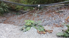 Eriocapitella vitifolia