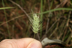 Echinopogon nutans