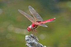 Urothemis aliena