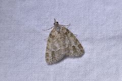 Microdes quadristrigata