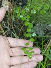 Epilobium rotundifolium