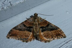 Hydriomena deltoidata