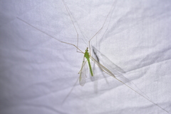 Leptotarsus virescens