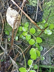 Epilobium rotundifolium