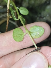 Epilobium rotundifolium