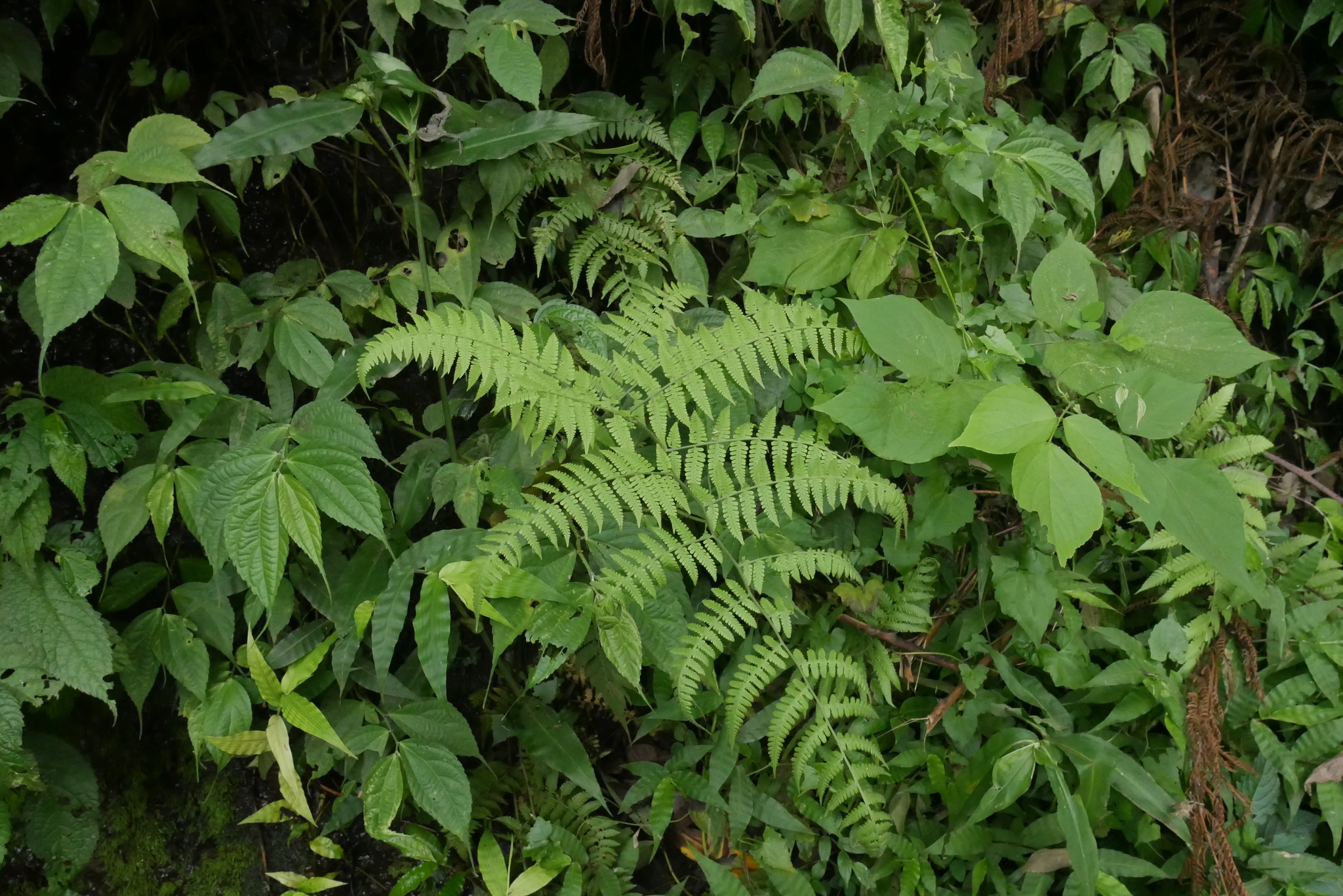 Diplazium polypodioides Blume