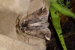 Declana junctilinea