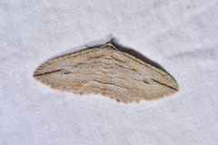 Austrocidaria gobiata