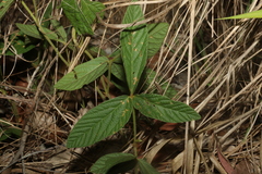 Flemingia parviflora