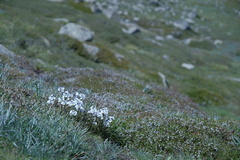 Euphrasia collina glacialis