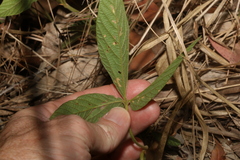 Flemingia parviflora