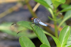 Brachydiplax denticauda