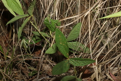 Flemingia parviflora