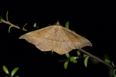 Sarisa muriferata