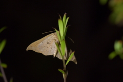 Sarisa muriferata