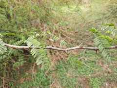 Prosopis juliflora