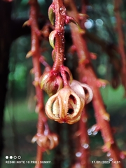 Sterculia megistophylla